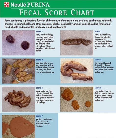 puppy poop soft all tests negative|Need help with very soft poops .